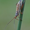 Meadow plant bug - Leptopterna dolabrata  | Fotografijos autorius : Gintautas Steiblys | © Macronature.eu | Macro photography web site