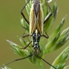 Meadow plant bug - Leptopterna dolabrata  | Fotografijos autorius : Gintautas Steiblys | © Macronature.eu | Macro photography web site