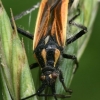 Meadow plant bug - Leptopterna dolabrata  | Fotografijos autorius : Gintautas Steiblys | © Macronature.eu | Macro photography web site