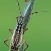 Meadow plant bug - Leptopterna dolabrata, female | Fotografijos autorius : Gintautas Steiblys | © Macronature.eu | Macro photography web site