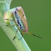 Meadow plant bug - Leptopterna dolabrata, nimfa | Fotografijos autorius : Darius Baužys | © Macronature.eu | Macro photography web site