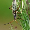 Meadow plant bug - Leptopterna dolabrata, nymph | Fotografijos autorius : Gintautas Steiblys | © Macronature.eu | Macro photography web site