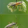 Meadow plant bug - Leptopterna dolabrata | Fotografijos autorius : Darius Baužys | © Macronature.eu | Macro photography web site