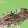 Meadow plant bug - Leptopterna dolabrata | Fotografijos autorius : Darius Baužys | © Macronature.eu | Macro photography web site