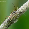 Meadow plant bug - Leptopterna dolabrata | Fotografijos autorius : Darius Baužys | © Macronature.eu | Macro photography web site