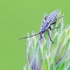 Meadow plant bug, nymph | Fotografijos autorius : Darius Baužys | © Macronature.eu | Macro photography web site