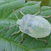 Medinė skydblakė - Palomena prasina, nimfa | Fotografijos autorius : Vytautas Gluoksnis | © Macronature.eu | Macro photography web site