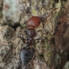 Skruzdėlė - Crematogaster scutellaris | Fotografijos autorius : Gintautas Steiblys | © Macronature.eu | Macro photography web site