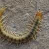 Mediterranean banded centipede - Scolopendra cingulata | Fotografijos autorius : Deividas Makavičius | © Macronature.eu | Macro photography web site