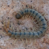 Mediterranean banded centipede - Scolopendra cingulata | Fotografijos autorius : Žilvinas Pūtys | © Macronature.eu | Macro photography web site