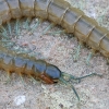 Mediterranean banded centipede - Scolopendra cingulata | Fotografijos autorius : Gintautas Steiblys | © Macronature.eu | Macro photography web site