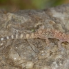 Viduržeminis gekonas - Hemidactylus turcicus | Fotografijos autorius : Žilvinas Pūtys | © Macronature.eu | Macro photography web site