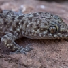 Mediterranean house gecko - Hemidactylus turcicus | Fotografijos autorius : Žilvinas Pūtys | © Macronature.eu | Macro photography web site