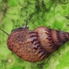 Melanija - Melanoides granifera | Fotografijos autorius : Gintautas Steiblys | © Macrogamta.lt | Šis tinklapis priklauso bendruomenei kuri domisi makro fotografija ir fotografuoja gyvąjį makro pasaulį.