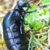 Meloe brevicollis | Fotografijos autorius : Žygimantas Obelevičius | © Macrogamta.lt | Šis tinklapis priklauso bendruomenei kuri domisi makro fotografija ir fotografuoja gyvąjį makro pasaulį.