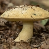 Melsvėjantysis šilbaravykis - Gyroporus cyanescens | Fotografijos autorius : Žilvinas Pūtys | © Macrogamta.lt | Šis tinklapis priklauso bendruomenei kuri domisi makro fotografija ir fotografuoja gyvąjį makro pasaulį.