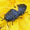 Jewel beetle - Anthaxia quadripunctata | Fotografijos autorius : Kazimieras Martinaitis | © Macronature.eu | Macro photography web site