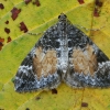 Miškinė cidarija - Dysstroma truncata | Fotografijos autorius : Gintautas Steiblys | © Macrogamta.lt | Šis tinklapis priklauso bendruomenei kuri domisi makro fotografija ir fotografuoja gyvąjį makro pasaulį.