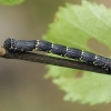 Miškinis šeriasprindis - Lycia hirtaria, jaunas vikšras | Fotografijos autorius : Gintautas Steiblys | © Macrogamta.lt | Šis tinklapis priklauso bendruomenei kuri domisi makro fotografija ir fotografuoja gyvąjį makro pasaulį.