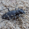 Miškinis šoklys - Cicindela sylvatica | Fotografijos autorius : Žilvinas Pūtys | © Macrogamta.lt | Šis tinklapis priklauso bendruomenei kuri domisi makro fotografija ir fotografuoja gyvąjį makro pasaulį.