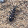 Miškinis šoklys - Cicindela sylvatica | Fotografijos autorius : Zita Gasiūnaitė | © Macrogamta.lt | Šis tinklapis priklauso bendruomenei kuri domisi makro fotografija ir fotografuoja gyvąjį makro pasaulį.