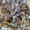 Miškinis dykrinukas - Xerolycosa nemoralis  | Fotografijos autorius : Kazimieras Martinaitis | © Macrogamta.lt | Šis tinklapis priklauso bendruomenei kuri domisi makro fotografija ir fotografuoja gyvąjį makro pasaulį.
