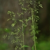 Miškinis eraičinas - Festuca altissima | Fotografijos autorius : Kęstutis Obelevičius | © Macrogamta.lt | Šis tinklapis priklauso bendruomenei kuri domisi makro fotografija ir fotografuoja gyvąjį makro pasaulį.