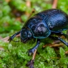 Miškinis mėšlavabalis | Dor beetle | Geotrupes stercorosus | Fotografijos autorius : Darius Baužys | © Macrogamta.lt | Šis tinklapis priklauso bendruomenei kuri domisi makro fotografija ir fotografuoja gyvąjį makro pasaulį.