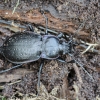 Miškinis puošniažygis - Carabus nemoralis | Fotografijos autorius : Kazimieras Martinaitis | © Macrogamta.lt | Šis tinklapis priklauso bendruomenei kuri domisi makro fotografija ir fotografuoja gyvąjį makro pasaulį.