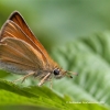 Miškinis storagalvis - Ochlodes sylvanus | Fotografijos autorius : Gediminas Gražulevičius | © Macrogamta.lt | Šis tinklapis priklauso bendruomenei kuri domisi makro fotografija ir fotografuoja gyvąjį makro pasaulį.