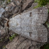 Miškinis vikinukas - Lygephila viciae | Fotografijos autorius : Žilvinas Pūtys | © Macrogamta.lt | Šis tinklapis priklauso bendruomenei kuri domisi makro fotografija ir fotografuoja gyvąjį makro pasaulį.