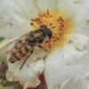 Migrant Hoverfly - Eupeodes corollae | Fotografijos autorius : Gintautas Steiblys | © Macronature.eu | Macro photography web site