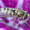 Migrant Hoverfly - Eupeodes corollae | Fotografijos autorius : Romas Ferenca | © Macronature.eu | Macro photography web site