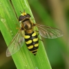 Migrant Hoverfly - Eupeodes corollae | Fotografijos autorius : Romas Ferenca | © Macronature.eu | Macro photography web site