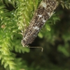 Mikrius | Fotografijos autorius : Gintautas Steiblys | © Macrogamta.lt | Šis tinklapis priklauso bendruomenei kuri domisi makro fotografija ir fotografuoja gyvąjį makro pasaulį.