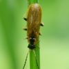 Minkštavabalis - Rhagonycha limbata | Fotografijos autorius : Romas Ferenca | © Macrogamta.lt | Šis tinklapis priklauso bendruomenei kuri domisi makro fotografija ir fotografuoja gyvąjį makro pasaulį.