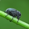 Minute Seed Weevil - Ceutorhynchus contractus | Fotografijos autorius : Vidas Brazauskas | © Macronature.eu | Macro photography web site