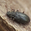 Minute brown scavenger beetle - Latridius hirtus | Fotografijos autorius : Vidas Brazauskas | © Macronature.eu | Macro photography web site