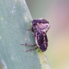 Onion Weevil - Oprohinus suturalis | Fotografijos autorius : Romas Ferenca | © Macronature.eu | Macro photography web site