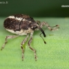 Minute seed weevil - Oprohinus suturalis | Fotografijos autorius : Lukas Jonaitis | © Macronature.eu | Macro photography web site