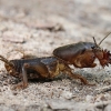 Mole cricket - Gryllotalpa gryllotalpa | Fotografijos autorius : Gintautas Steiblys | © Macronature.eu | Macro photography web site