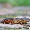 Mole cricket - Gryllotalpa gryllotalpa | Fotografijos autorius : Agnė Našlėnienė | © Macronature.eu | Macro photography web site