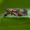 Monoceros Beetle - Notoxus monoceros | Fotografijos autorius : Žilvinas Pūtys | © Macronature.eu | Macro photography web site