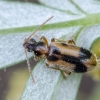 Monoceros Beetle - Notoxus monoceros | Fotografijos autorius : Darius Baužys | © Macronature.eu | Macro photography web site