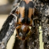 Monoceros Beetle - Notoxus monoceros | Fotografijos autorius : Oskaras Venckus | © Macronature.eu | Macro photography web site