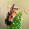 Monoceros Beetle - Notoxus monoceros | Fotografijos autorius : Gintautas Steiblys | © Macronature.eu | Macro photography web site