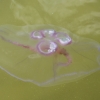 Paprastoji medūza (Ausytoji medūza) - Aurelia aurita | Fotografijos autorius : Kazimieras Martinaitis | © Macrogamta.lt | Šis tinklapis priklauso bendruomenei kuri domisi makro fotografija ir fotografuoja gyvąjį makro pasaulį.