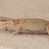 Desert Wall Gecko - Tarentola deserti | Fotografijos autorius : Gintautas Steiblys | © Macronature.eu | Macro photography web site