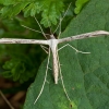 Morning-glory Plume moth - Emmelina monodactyla | Fotografijos autorius : Žilvinas Pūtys | © Macronature.eu | Macro photography web site