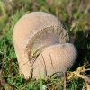 Mosaic Puffball - Lycoperdon utriforme | Fotografijos autorius : Gediminas Gražulevičius | © Macronature.eu | Macro photography web site